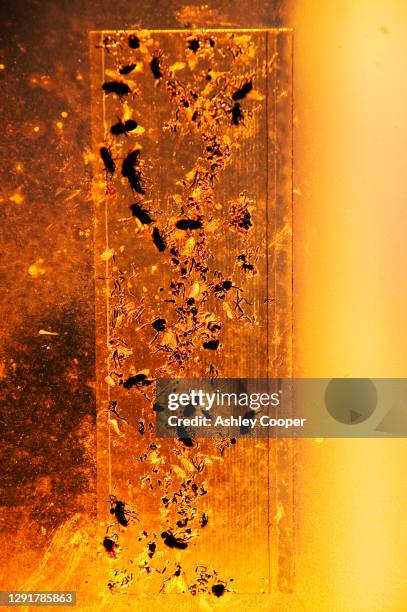 Flypaper Trap Photos and Premium High Res Pictures - Getty Images