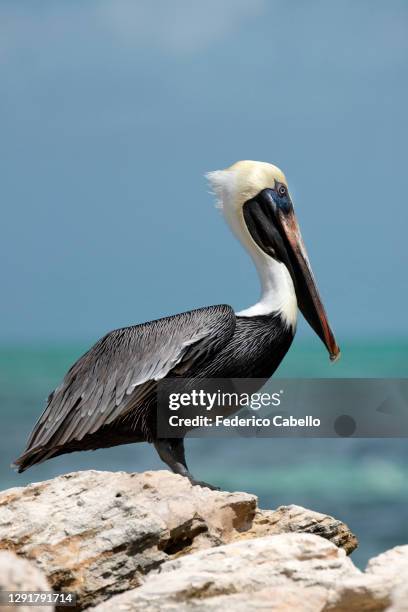 thompson's cove beach, providenciales. - turks and caicos stock pictures, royalty-free photos & images
