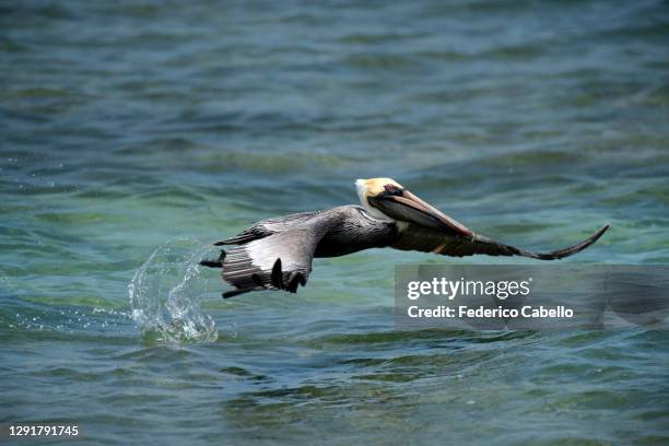 birds on blue hills beach. - providenciales stockfoto's en -beelden