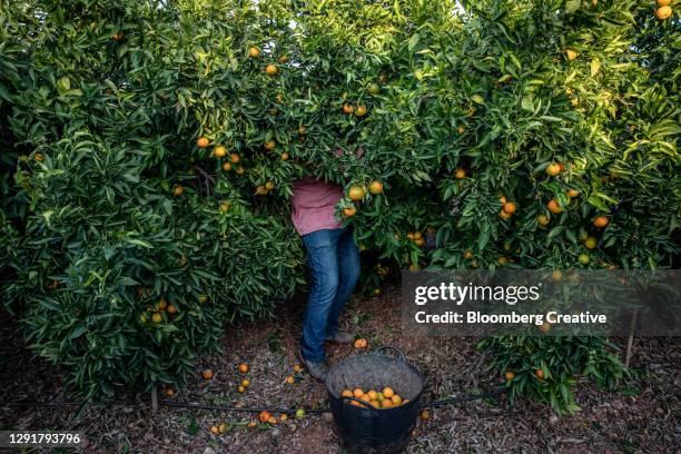 fresh clementines at harvest - orange orchard bildbanksfoton och bilder