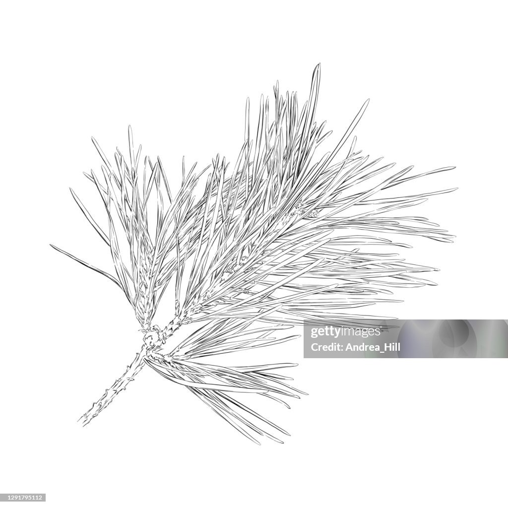 Red Pine Branch Drawing. Vector EPS10 Illustration