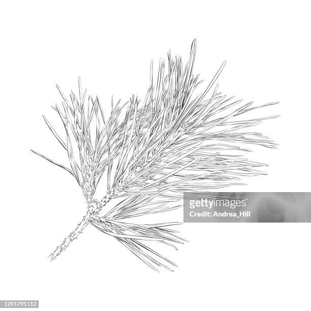 red pine branch drawing. vector eps10 illustration - twig stock illustrations
