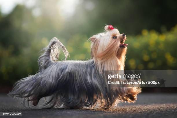 close-up of purebred yorkshire terrier walking on road,hakadal,norway - terrier du yorkshire photos et images de collection