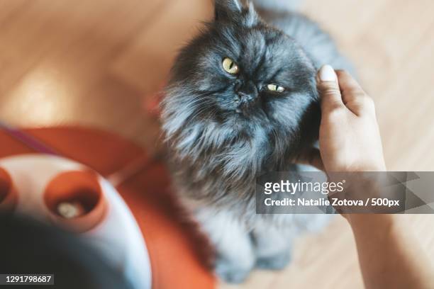 woman petting a cat indoors,chiang mai,thailand - chat persan photos et images de collection