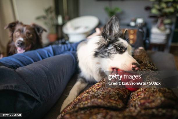 cozy at home bonding with two domestic pet dogs with toy,poland - chewing - fotografias e filmes do acervo