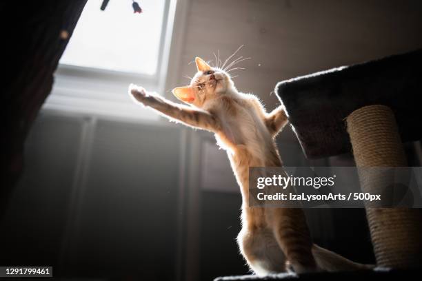 playful ginger cat playing on cat tree,hakadal,norway - ginger cat stock pictures, royalty-free photos & images