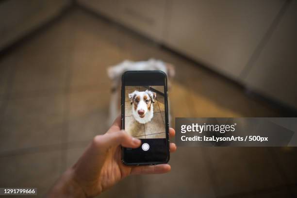 cropped hand photographing australian shepherd dog with mobile phone,poland - caucasian shepherd dog stock-fotos und bilder