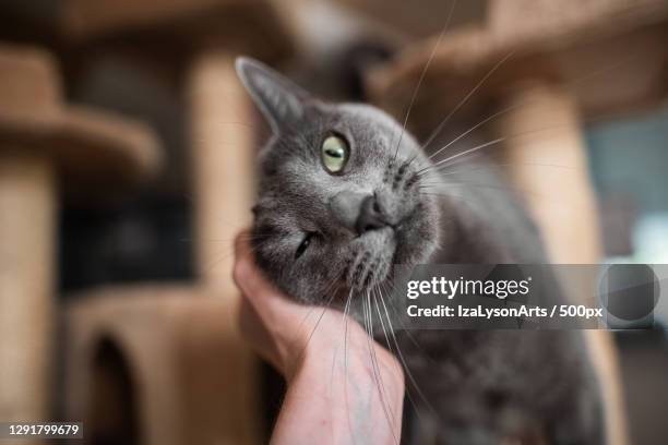 a winking domestic cat receiving pets from owners hand,hakadal,norway - russian blue cat stock pictures, royalty-free photos & images