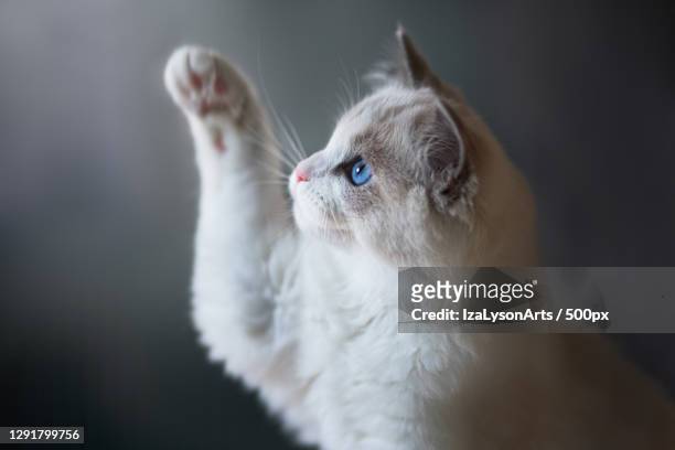 close-up of cat pawing at air,hakadal,norway - cat with blue eyes stock pictures, royalty-free photos & images