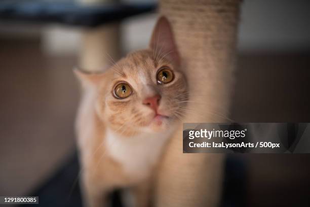 domestic cat rubbing against the post of a cat tree - rubbing stock pictures, royalty-free photos & images