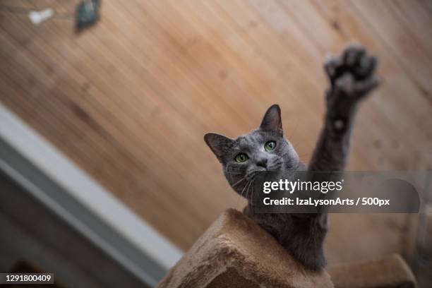 low angle view of cat reaching from atop cat tree,hakadal,norway - russian blue katt bildbanksfoton och bilder
