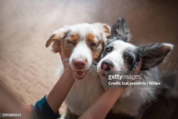 two happy border collies being pet by owner,poland - pets foto e immagini stock