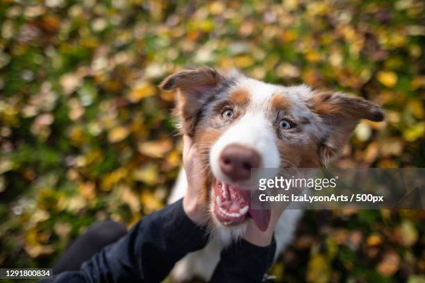 portrait of purebred australian shepherd sticking out tongue while sitting on grass and getting pet,poland - muzzle human stock pictures, royalty-free photos & images