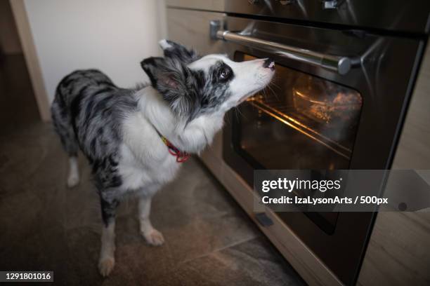 domestic pet border collie checking on food in oven,poland - chicken roasting oven stock pictures, royalty-free photos & images