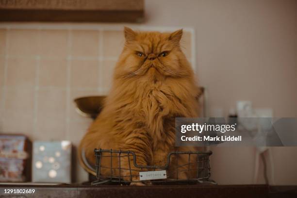 persian cat standing in a mail tray - inbox filing tray stock pictures, royalty-free photos & images