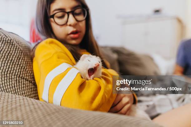 caucasian teenage girl cares for pet ferret,victoria,british columbia,canada - mustela putorius furo stock pictures, royalty-free photos & images