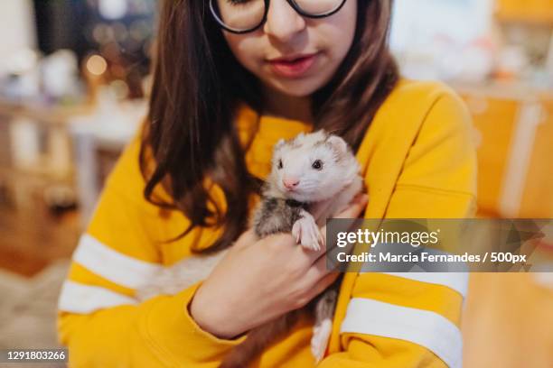 caucasian girl cares for pet ferret,victoria,british columbia,canada - mustela putorius furo stock pictures, royalty-free photos & images