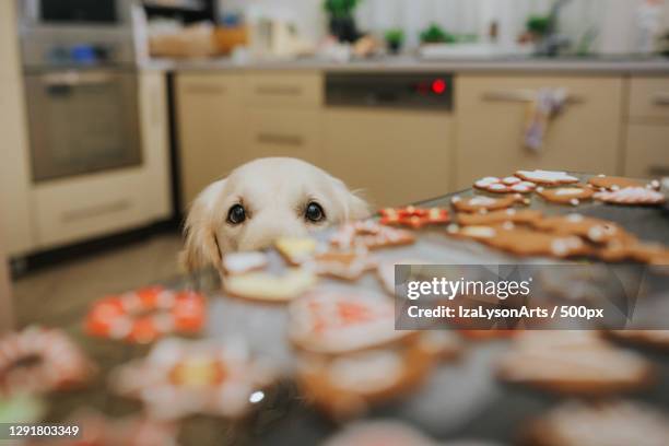 dog looking at christmas cookies,poland - christmas food stockfoto's en -beelden