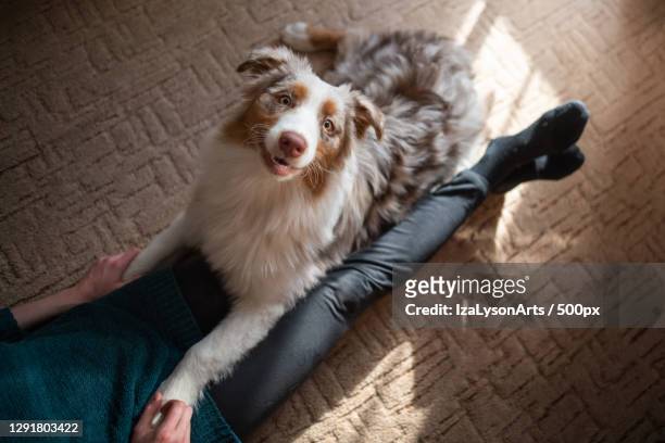 high angle view of purebred australian shepherd lying on floor with owner at home,poland - australian shepherd photos et images de collection