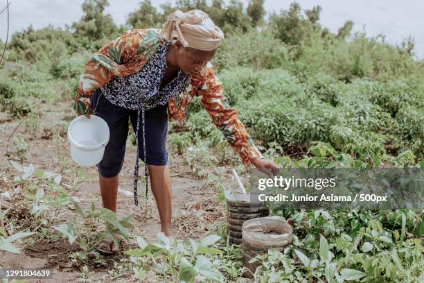 african woman working in farm field,tema,ghana - ghana woman stock pictures, royalty-free photos & images