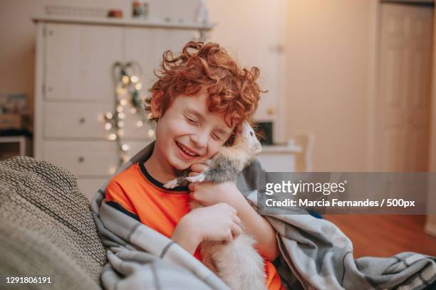 young caucasian boy playing with pet ferret in cozy environment,victoria,british columbia,canada - mustela putorius furo stock pictures, royalty-free photos & images