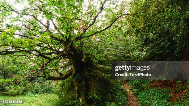 low angle view of olonesome old and gnarly beech tree in summer forest. enchanted forest - nature reserve bildbanksfoton och bilder