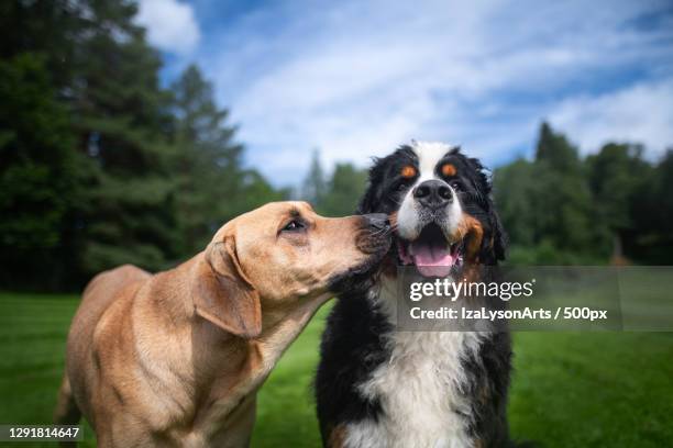 two dogs playing in the park,hakadal,norway - bernese mountain dog stock pictures, royalty-free photos & images