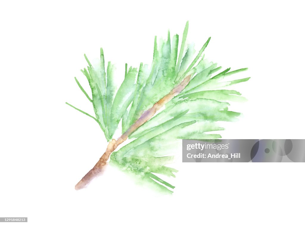 Red Pine Branch Watercolor Painting. Raster Illustration