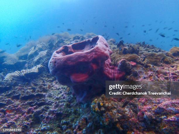 red sponge in the blue tropical coral reef, coral reef ecosystem - marinebasis stock pictures, royalty-free photos & images