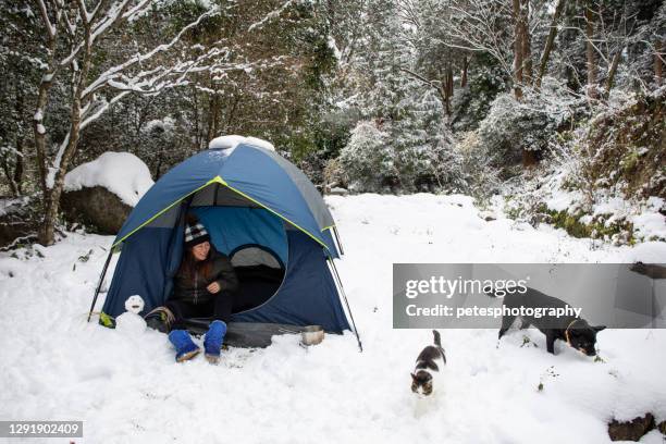 woman camping in the snow with dog and cat - dog cat snow stock pictures, royalty-free photos & images
