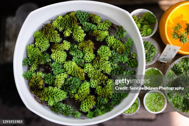 salvinia natans in water - salvinia stock pictures, royalty-free photos & images