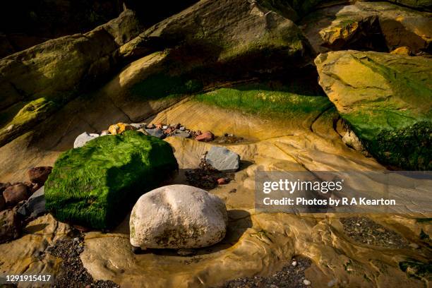 rocky abstract at cornelian bay, north yorkshire - tide pool stock pictures, royalty-free photos & images