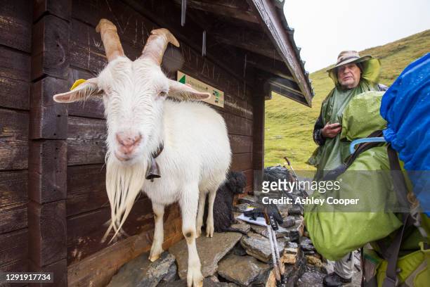 walkers on the tour du mont blanc share shelter from heavy rain with a goat on the col du bonhomme near les contamines, french alps. - bonhomme blanc - fotografias e filmes do acervo