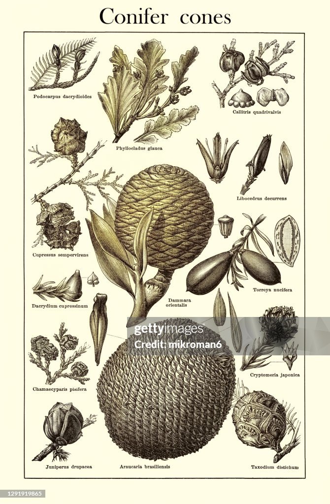 Old engraved illustration of Conifer cones