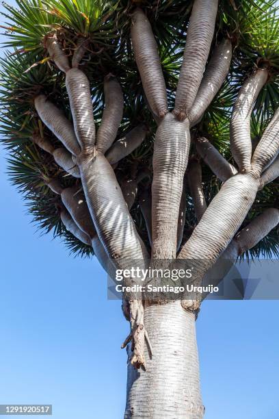 canary islands dragon tree (dracaena draco) - dragon tree stock pictures, royalty-free photos & images