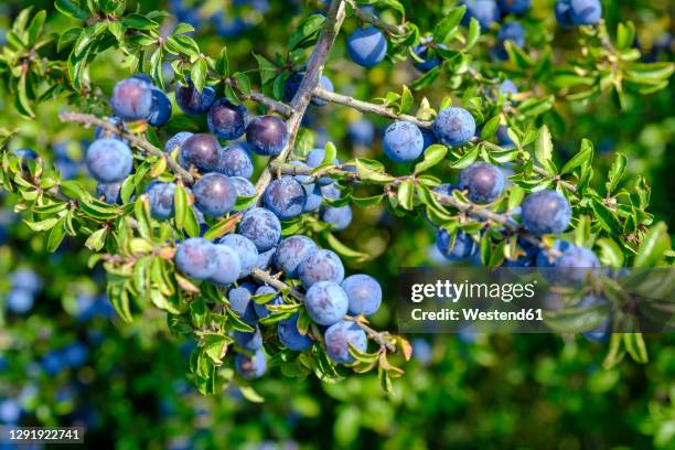 close-up of ripe blackthorn berry fruits growing in yard - blueberry stock-fotos und bilder