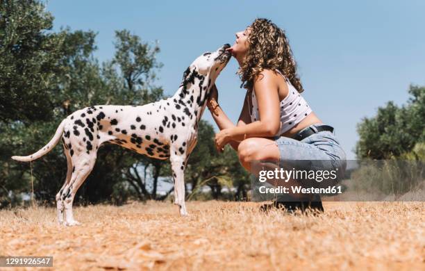 dog licking face of young woman crouching on field during sunny day - dalmatian ストックフォトと画像