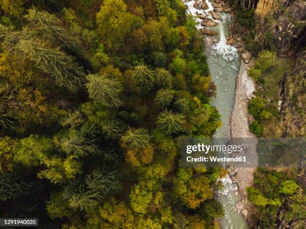 Parvati Tree Parvati Valley Photos and Premium High Res Pictures - Getty Images