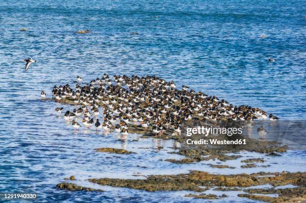 flock of oystercatchers in sea - rock formation stock pictures, royalty-free photos & images