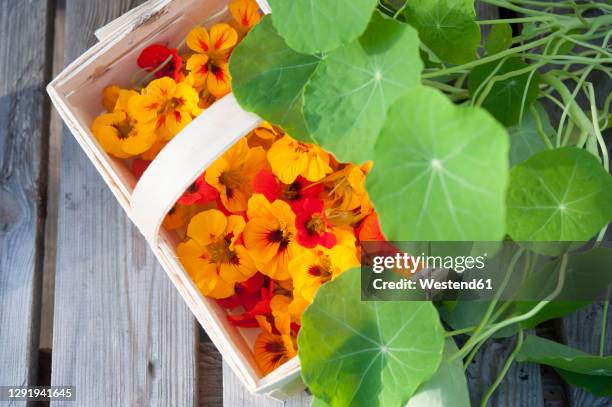basket of orange colored nasturtium heads - nasturtium stockfoto's en -beelden