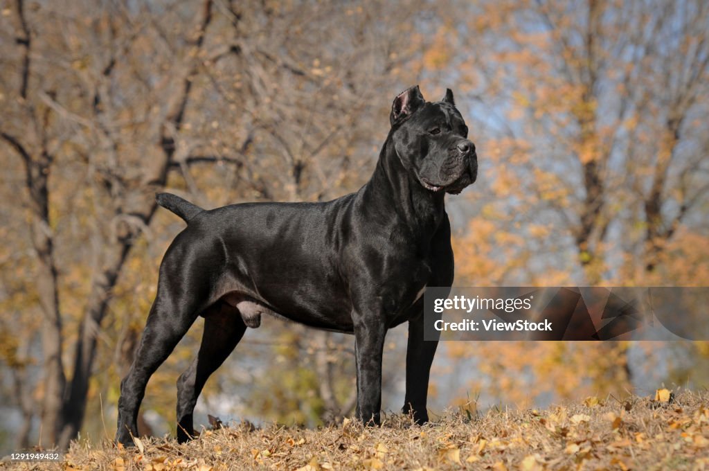 Cane Corso Italiano High-Res Stock Photo - Getty Images