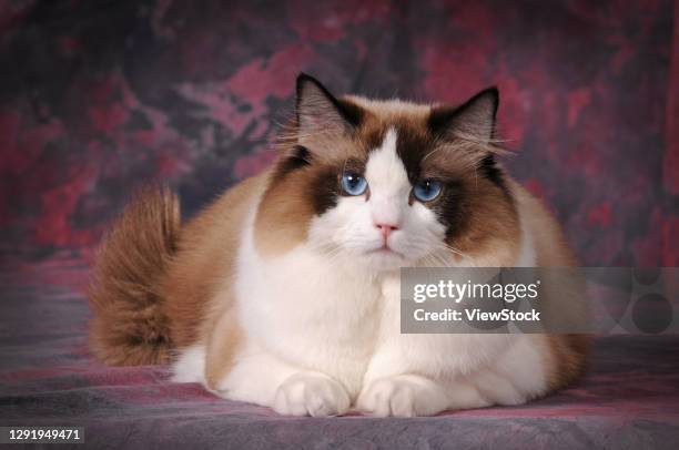 Cuban Ragdolls 3,221 Ragdoll Cat Stock Photos, High-Res Pictures, and Images - Getty ...