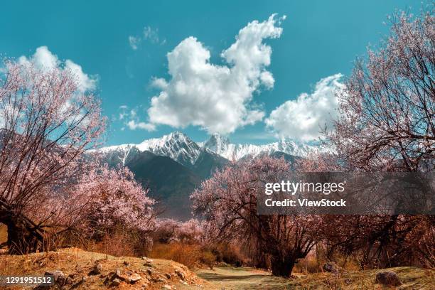 tibet bome beauty - 桃の花 ストックフォトと画像