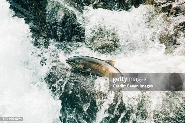 high angle view of a female salmon jumping up a waterfall to spawn - spawning stock pictures, royalty-free photos & images
