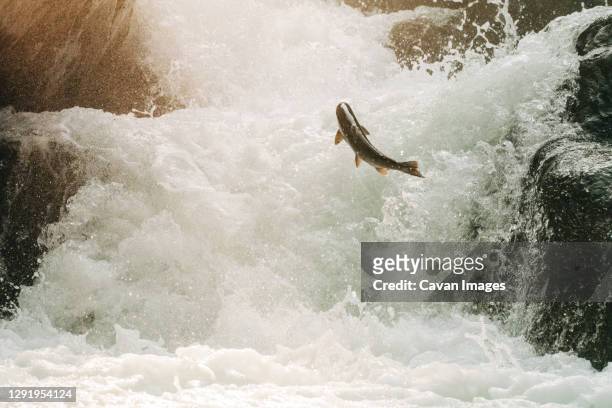 closeup view of a salmon leaping up a waterfall - cohozalm stockfoto's en -beelden