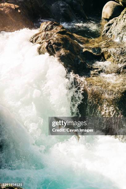 side view from above of an adult salmon jumping up a waterfall - salmon jumping stockfoto's en -beelden