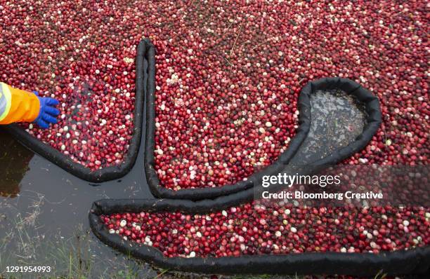 harvesting cranberries - cranberry harvest 個照片及圖片檔