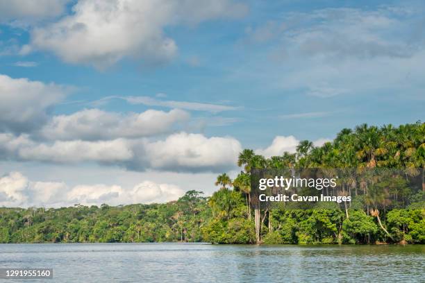 aguaje palm trees by lake sandoval, tambopata nature reserve, puerto maldonado, madre de dios, peru - madre de dios stock pictures, royalty-free photos & images