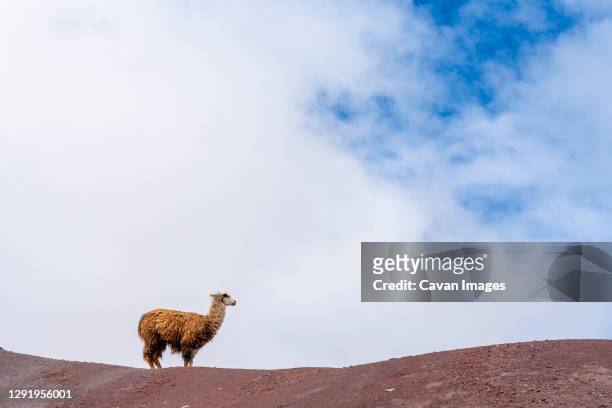llama standing on rainbow mountain against sky, pitumarca, peru - vinicunca photos et images de collection