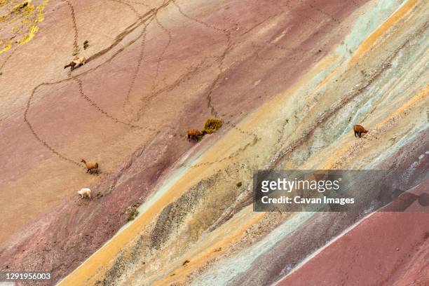 aerial view of llamas walking on colorful slope of rainbow mountain, pitumarca, peru - vinicunca photos et images de collection